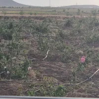زمین-زراعی-گل-محمدی