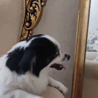 واگزاری هانا|سگ|قم, بکایی|دیوار