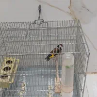 سهره