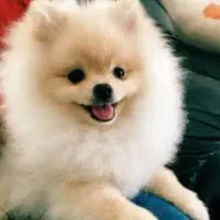 پذیرش سگ خانگی