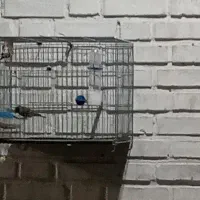 طوطی عروس هلندی|پرنده|اندیمشک, |دیوار