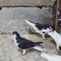 سیاوش|پرنده|قزوین, |دیوار