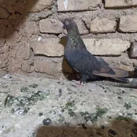 طوقی کوهی|پرنده|آباده, |دیوار