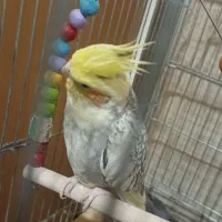 عروس هلندی گمشده