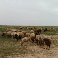 میش با بره