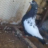 کفتر|پرنده|سبزوار, کاشفی شمالی (دادگستری)|دیوار