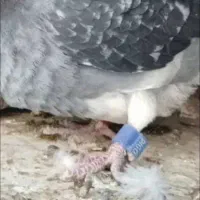 کبوتر مسافتی پلاکی|پرنده|حمیدیا, |دیوار