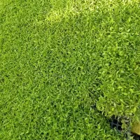 نشاء گوجه|گل و گیاه طبیعی|قزوین, |دیوار