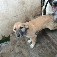 واگذاری سگ به شرط واکسن زدن