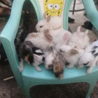 مینی  وکوچولو