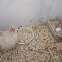 مرغ سبرایت بوف