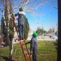 هرس انواع درخت و درختچه