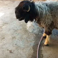 گوسفندبختیاری اصلی