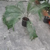 سیکاس سرحال