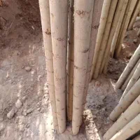 نهالستان عمده و خرده|خدمات باغبانی و درختکاری|شهرکرد, |دیوار