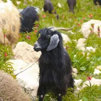 کشتاری انواع دام گوسفند گاو گوساله بزقاله