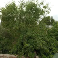 زمین-باغی-فروشی-چهار-دیواری
