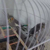 یک جفت عروس هلندی