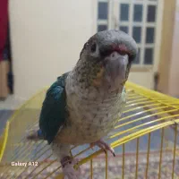 طوطی تراکویس|پرنده|بهبهان, |دیوار