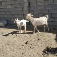 بز دوقلو زا