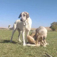 پژدر ۹ماهه|سگ|قروه, |دیوار