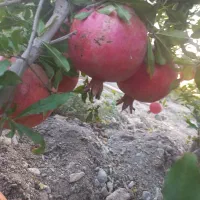 ۵۰۰ متر باغ انار محمودآباد اجاره داده میشود|اجارهٔ دفتر صنعتی، کشاورزی، تجاری|ساوه, |دیوار