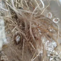 جوجه قناری