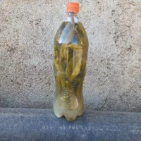 خیارشور