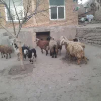 حیوانات مزرعه|حیوانات مزرعه|داران, |دیوار