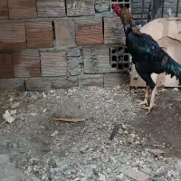 خروس و مرغ لاری اوشامو وارداتی المانی