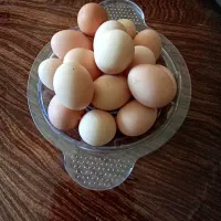 فروش تخم مرغ محلی کلی وجزیی|خوردنی و آشامیدنی|نهاوند, |دیوار