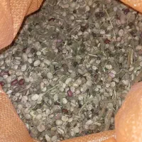 ضایعات لوبیا چیتی خمین یا تخم مرغی