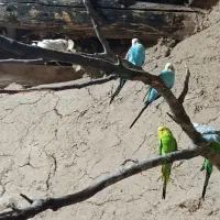 مرغ عشق یکجا|پرنده|ابهر, |دیوار