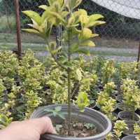 گل شمشاد طلایی