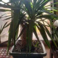 گل اپارتمانی|گل و گیاه طبیعی|خمینیشهر, |دیوار