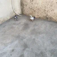 کبوتر مسافتی رنگ روشن