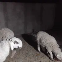 گوسفند و بره