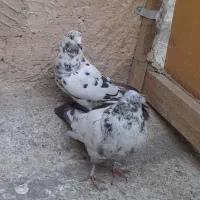 کفتر تهرانی