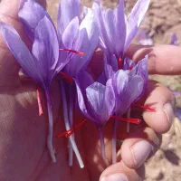 خشک کن زعفران