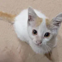 واگذاری بچه گربه