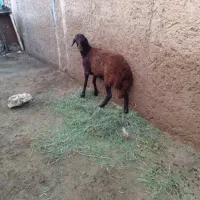 بره ماده گیج
