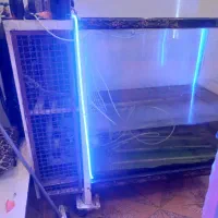 آکواریم ماهی غزل