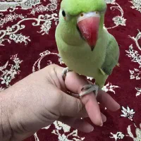 طوطی ملنگو کاملا رام و دستی|پرنده|لنگرود, |دیوار