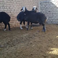 قوچ بره قوچ گوسفند