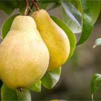 فروش نهال ارسالی به سراسر کشور