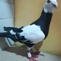 کفتر یا کبوتر