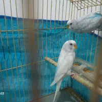 مرغ عشق