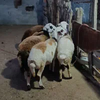 7راس توقلی ماده زیر قوچی پلنگی|حیوانات مزرعه|سیمین شهر, |دیوار