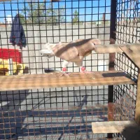 بهبونی|پرنده|شیراز, دوکوهک|دیوار