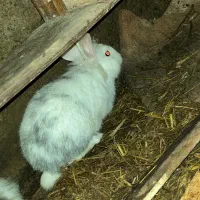 خرگوش بچه|موش و خرگوش|رشت, کوی حسینی|دیوار